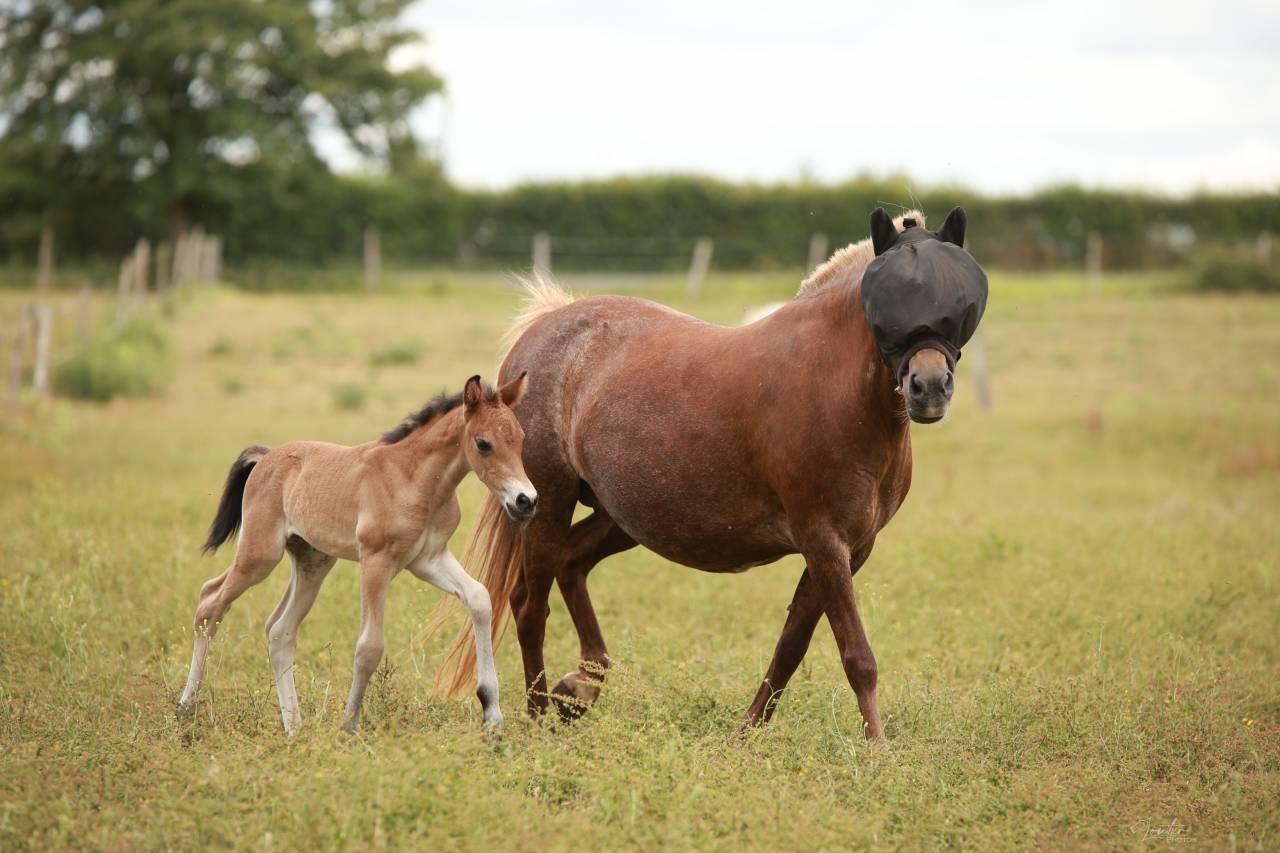 Colt French Saddle Pony For sale 2026 Bay