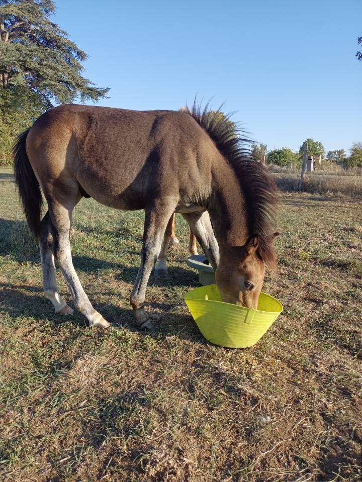 Colt French Saddle Pony For sale 2026 Bay