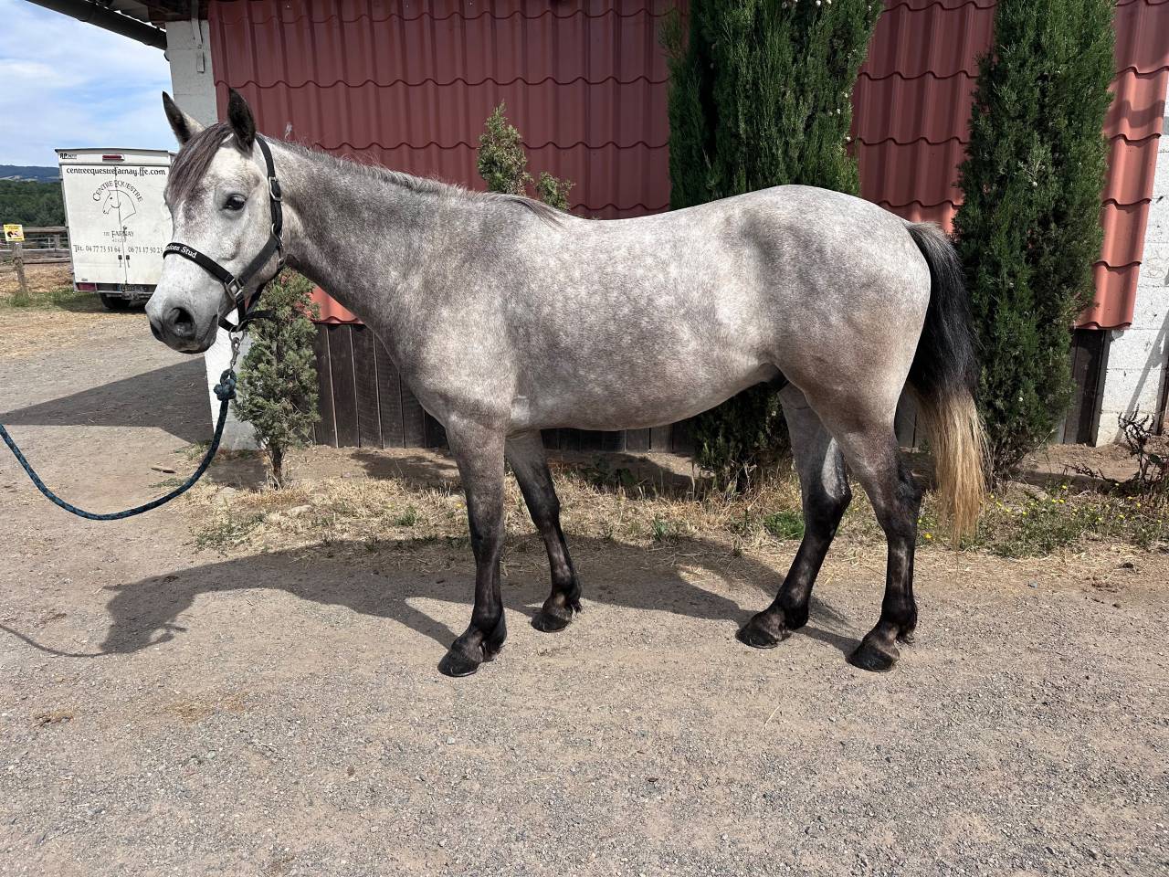 Gelding Connemara For sale 2022 Grey