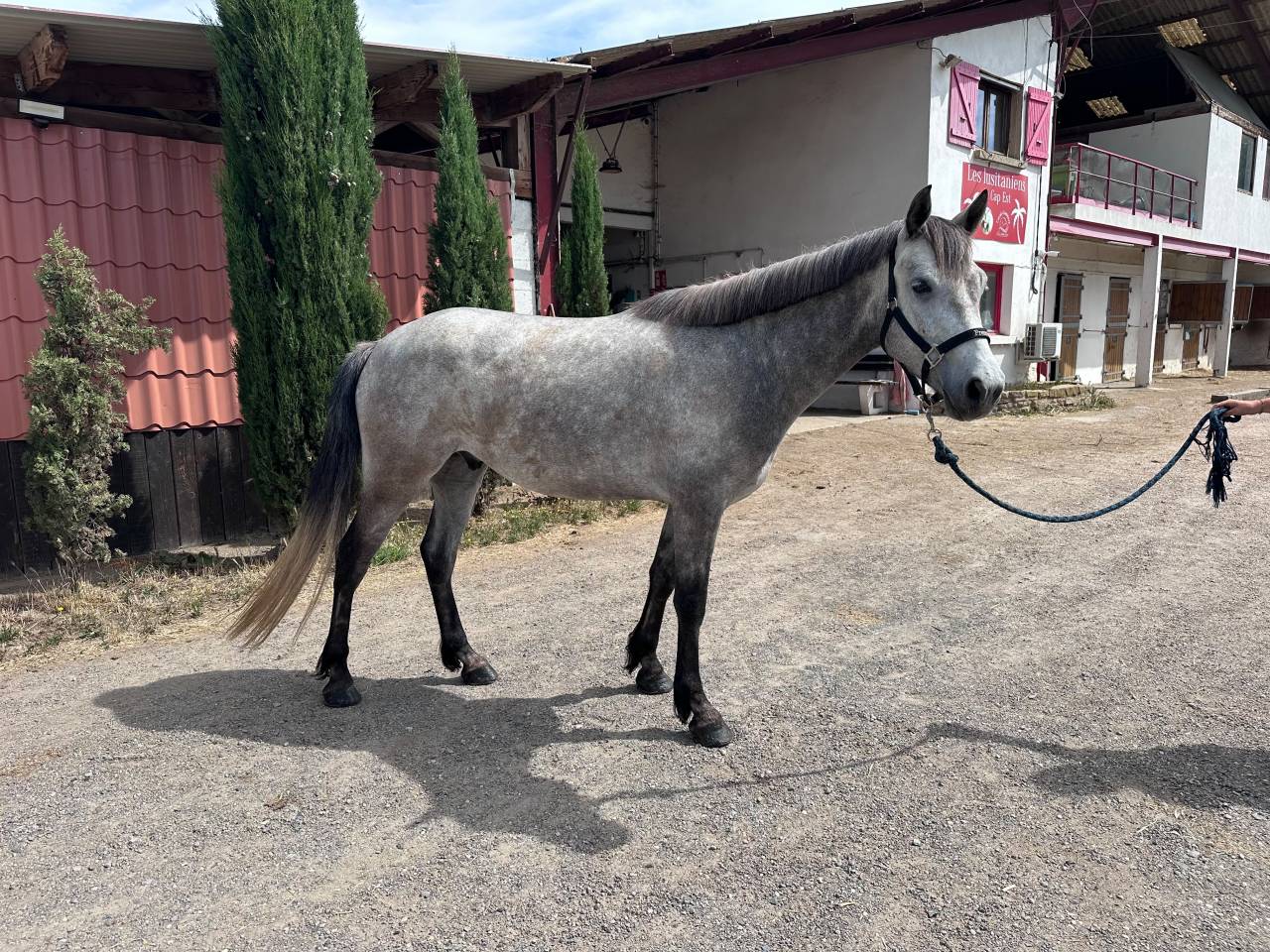 Gelding Connemara For sale 2022 Grey