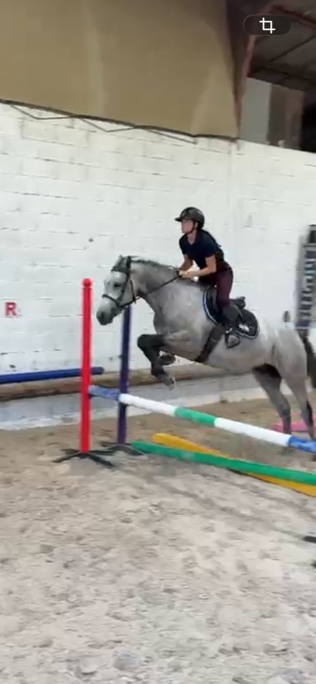 Gelding Connemara For sale 2022 Grey