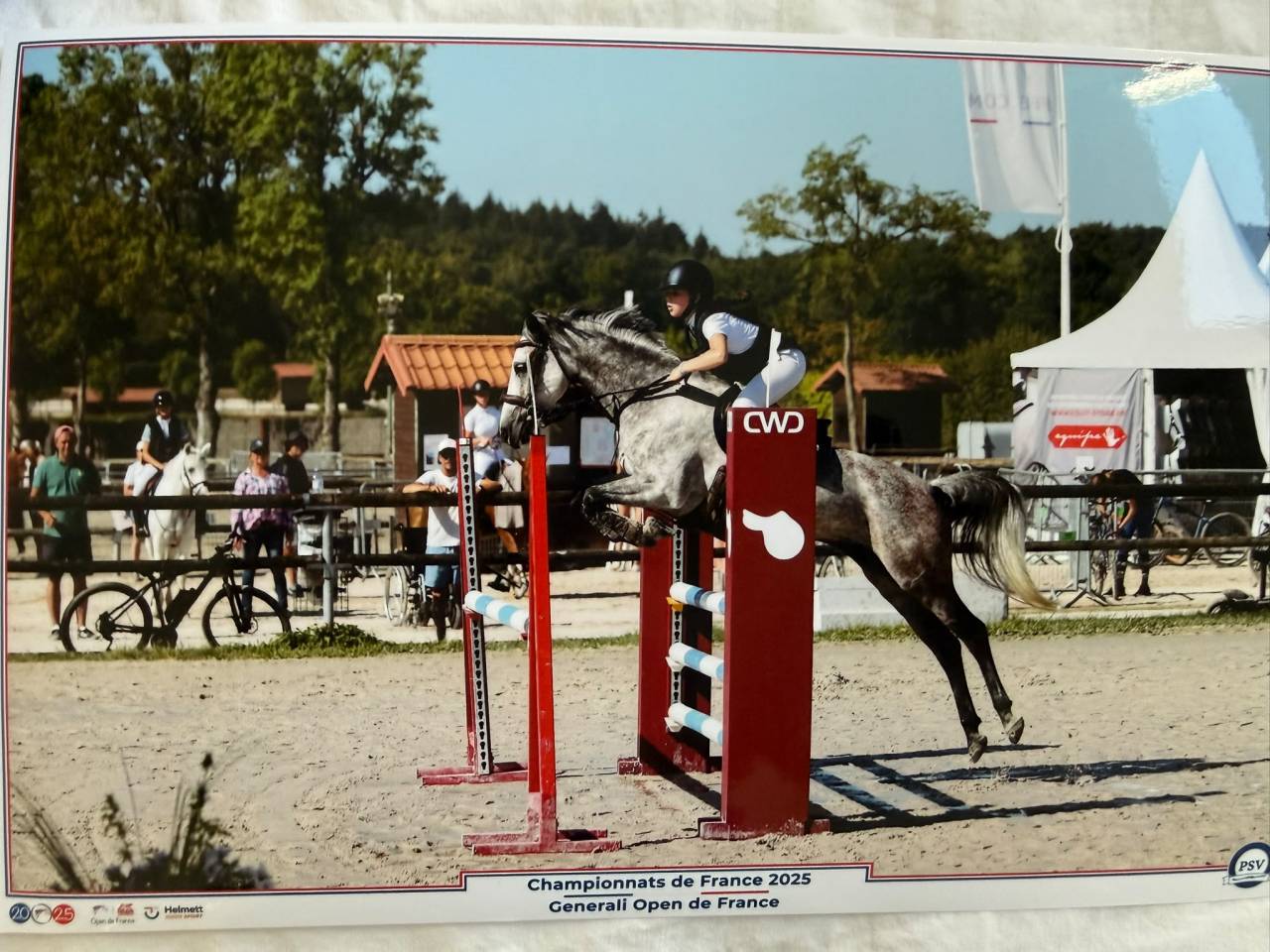 Mare French Saddle Pony For sale 2018 Grey