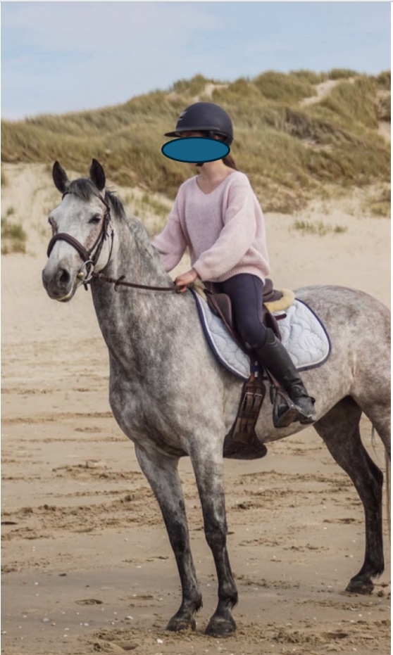 Mare French Saddle Pony For sale 2018 Grey