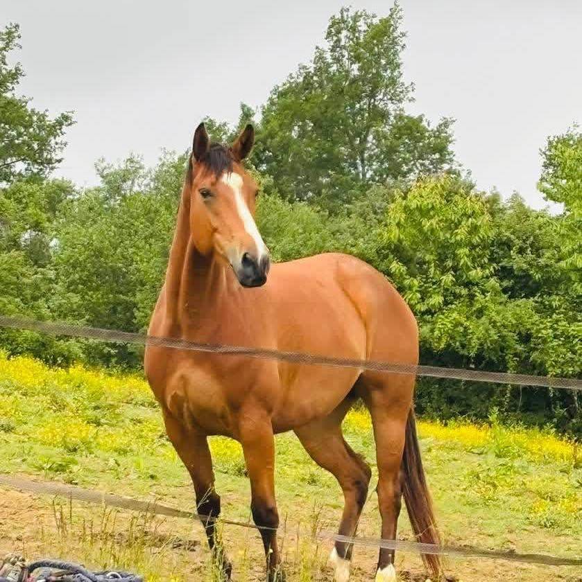 Mare Anglo-Arabian For sale 2021 Bay