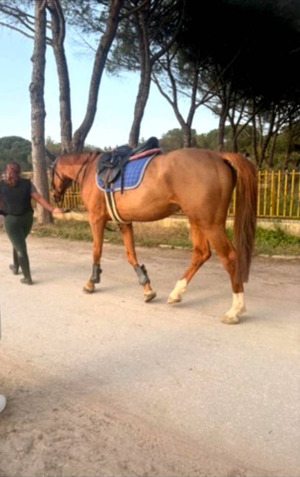 Mare Cheval de Selle Italien For sale 2020 Bay