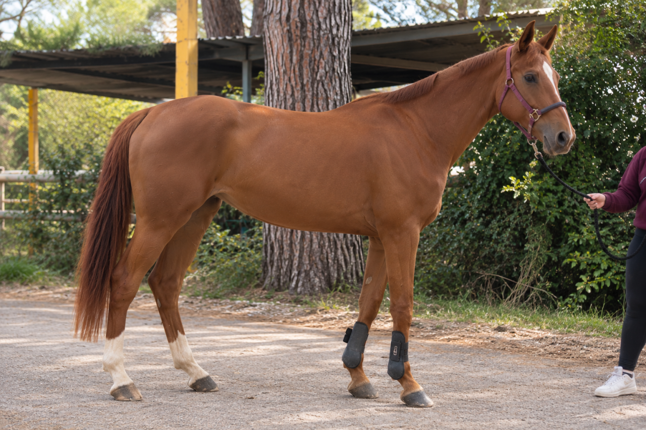 Mare Cheval de Selle Italien For sale 2020 Bay