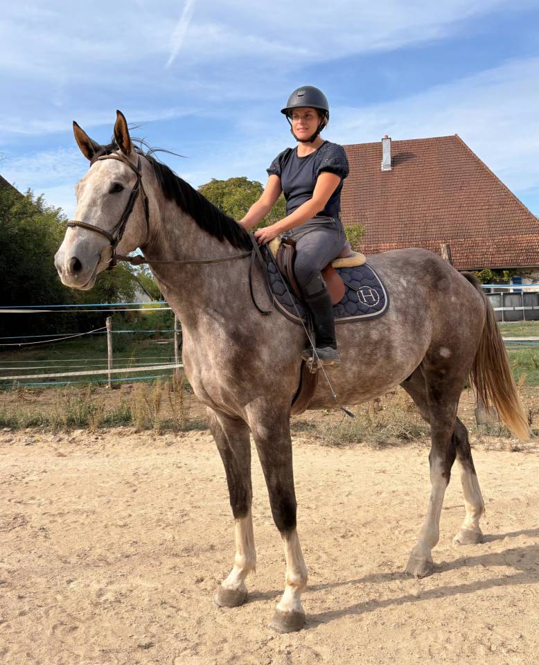 Gelding Selle Fran&ccedil;ais For sale 2022 Grey