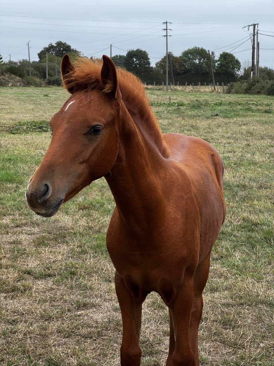 Entire French Saddle Pony For sale 2026 Chesnut