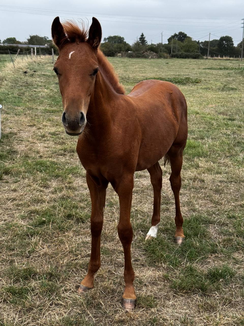 Entire French Saddle Pony For sale 2026 Chesnut