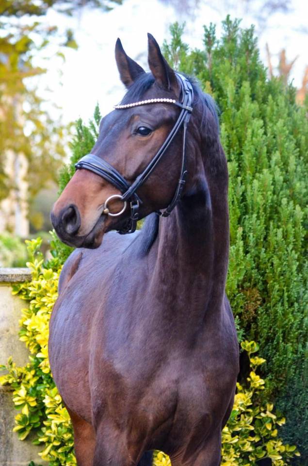 Gelding KWPN Dutch Warmblood For sale 2022 Black