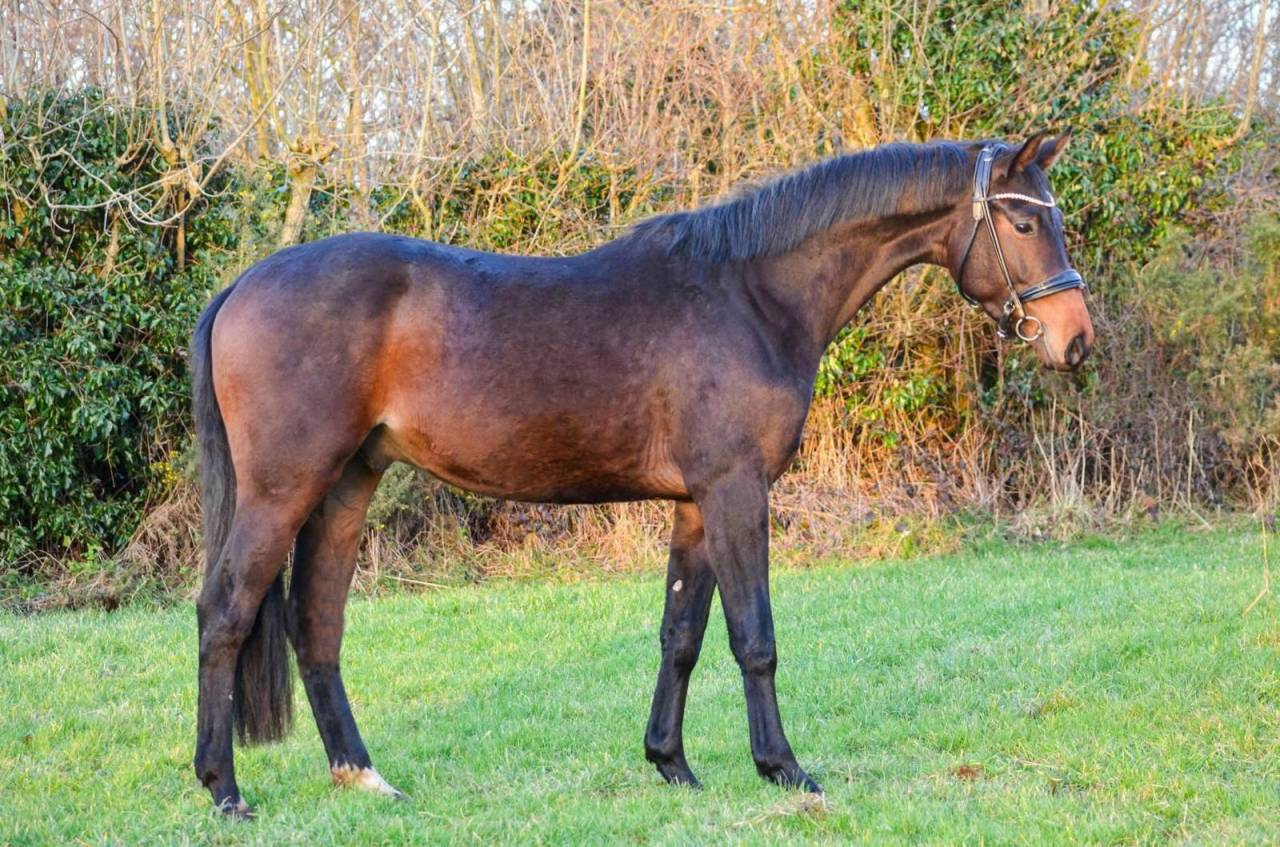 Gelding KWPN Dutch Warmblood For sale 2022 Black