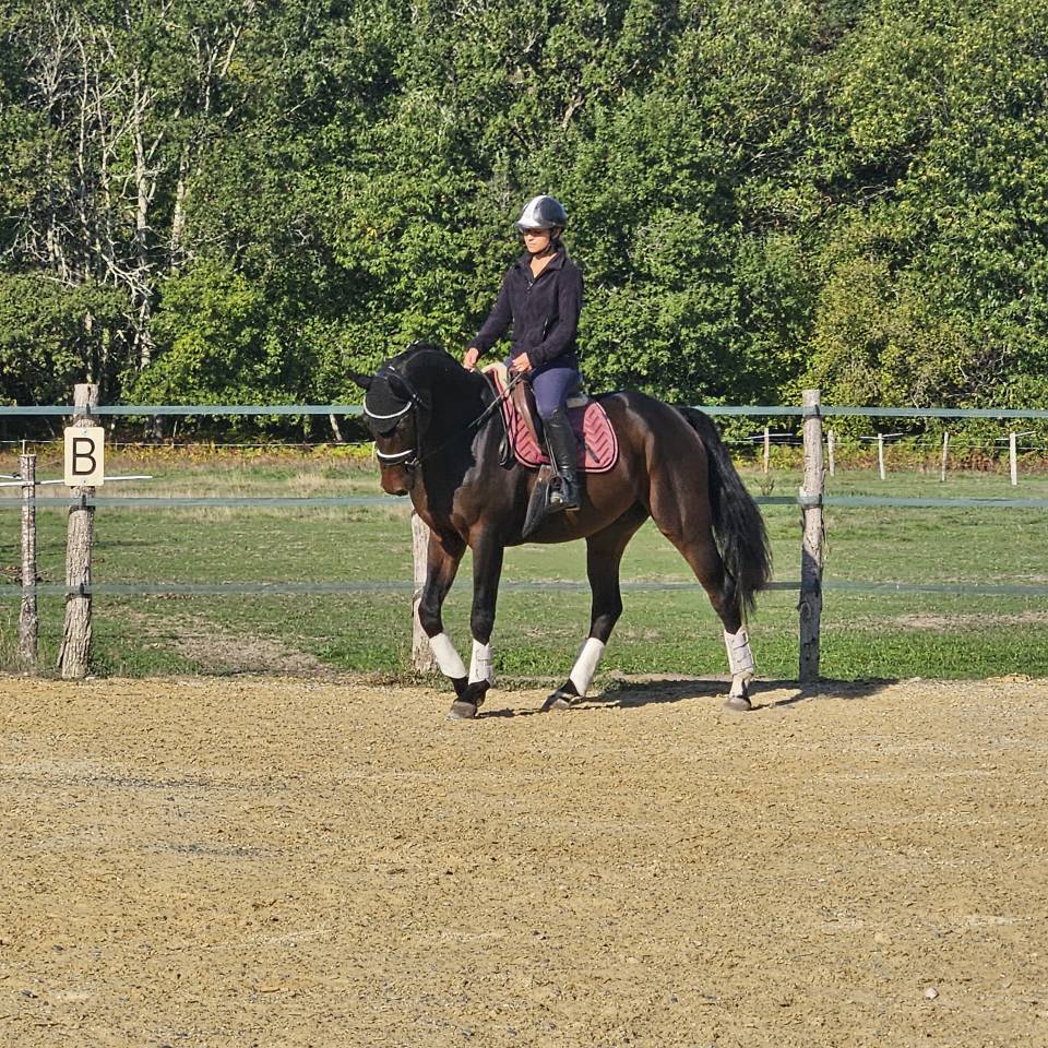 Gelding KWPN Dutch Warmblood For sale 2022 Black