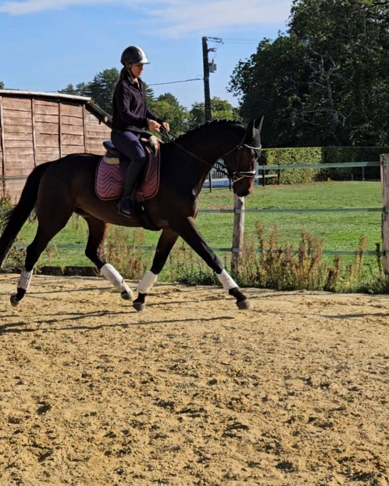 Gelding KWPN Dutch Warmblood For sale 2022 Black