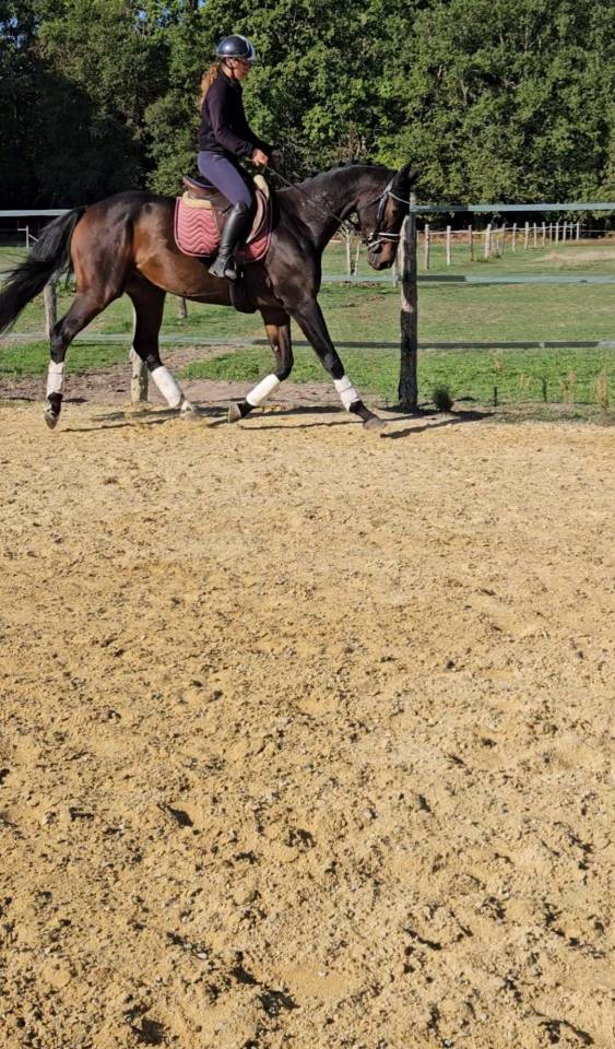 Gelding KWPN Dutch Warmblood For sale 2022 Black