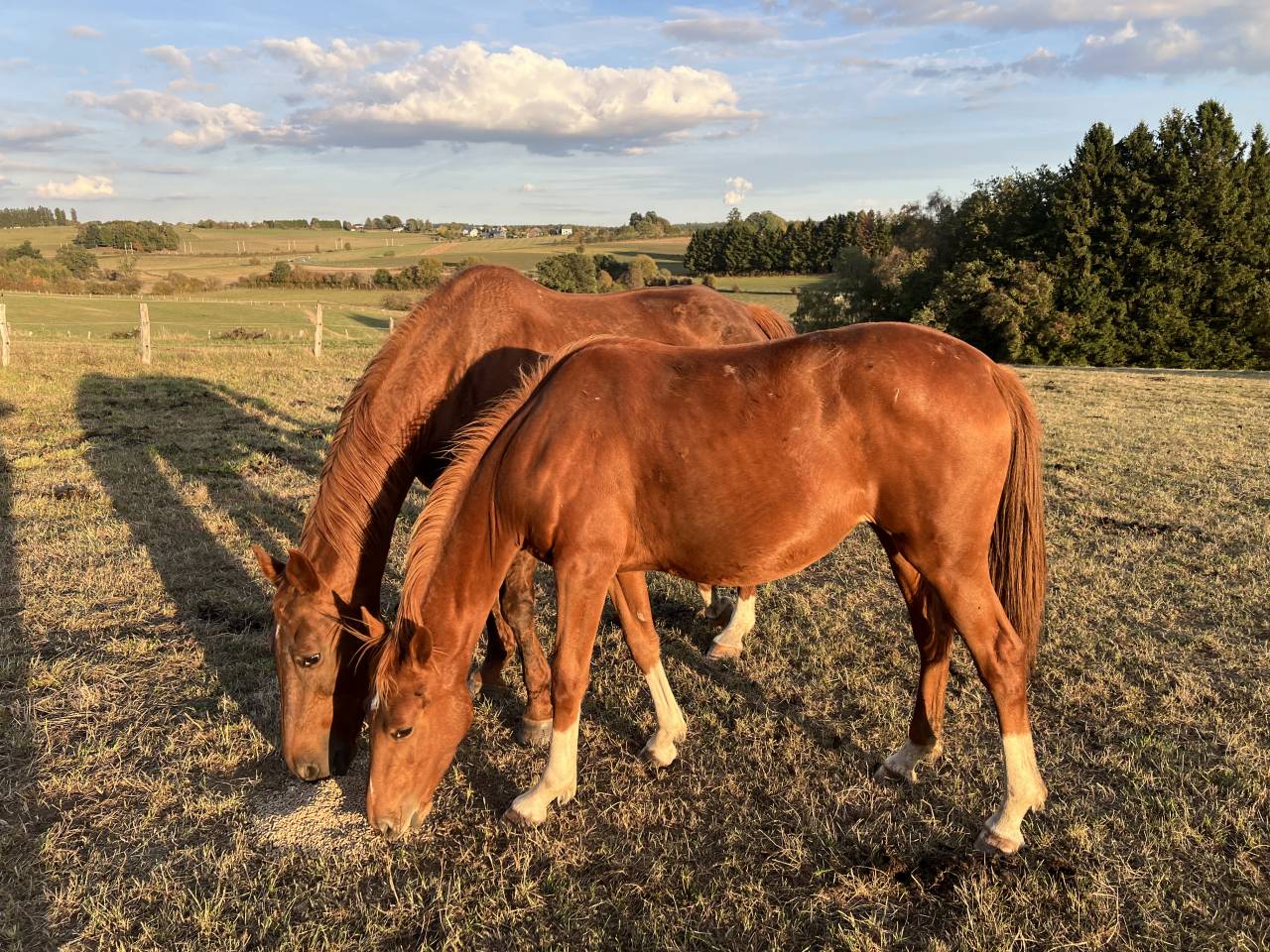 Filly Zangersheide For sale 2025 Chesnut