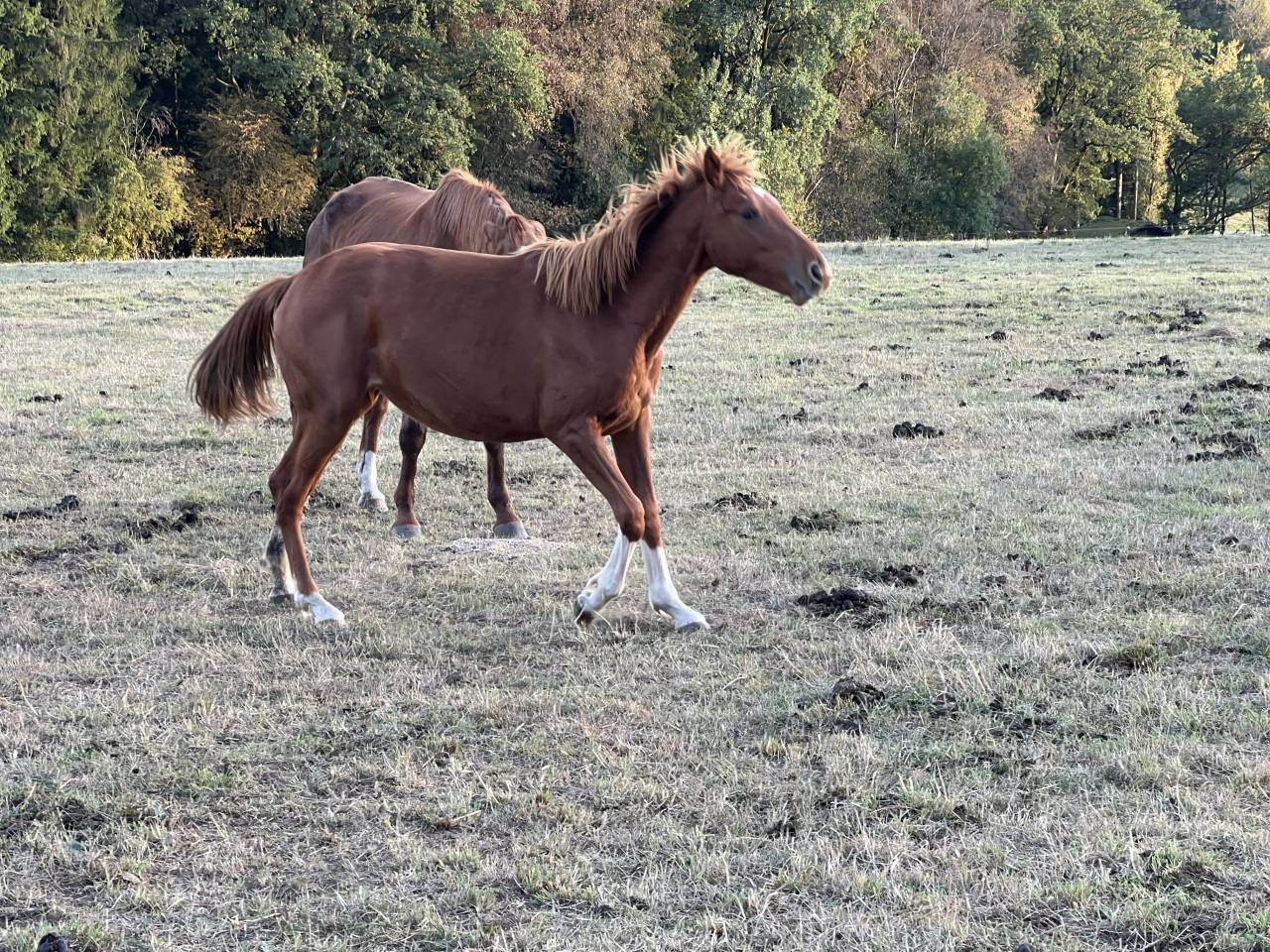 Filly Zangersheide For sale 2025 Chesnut
