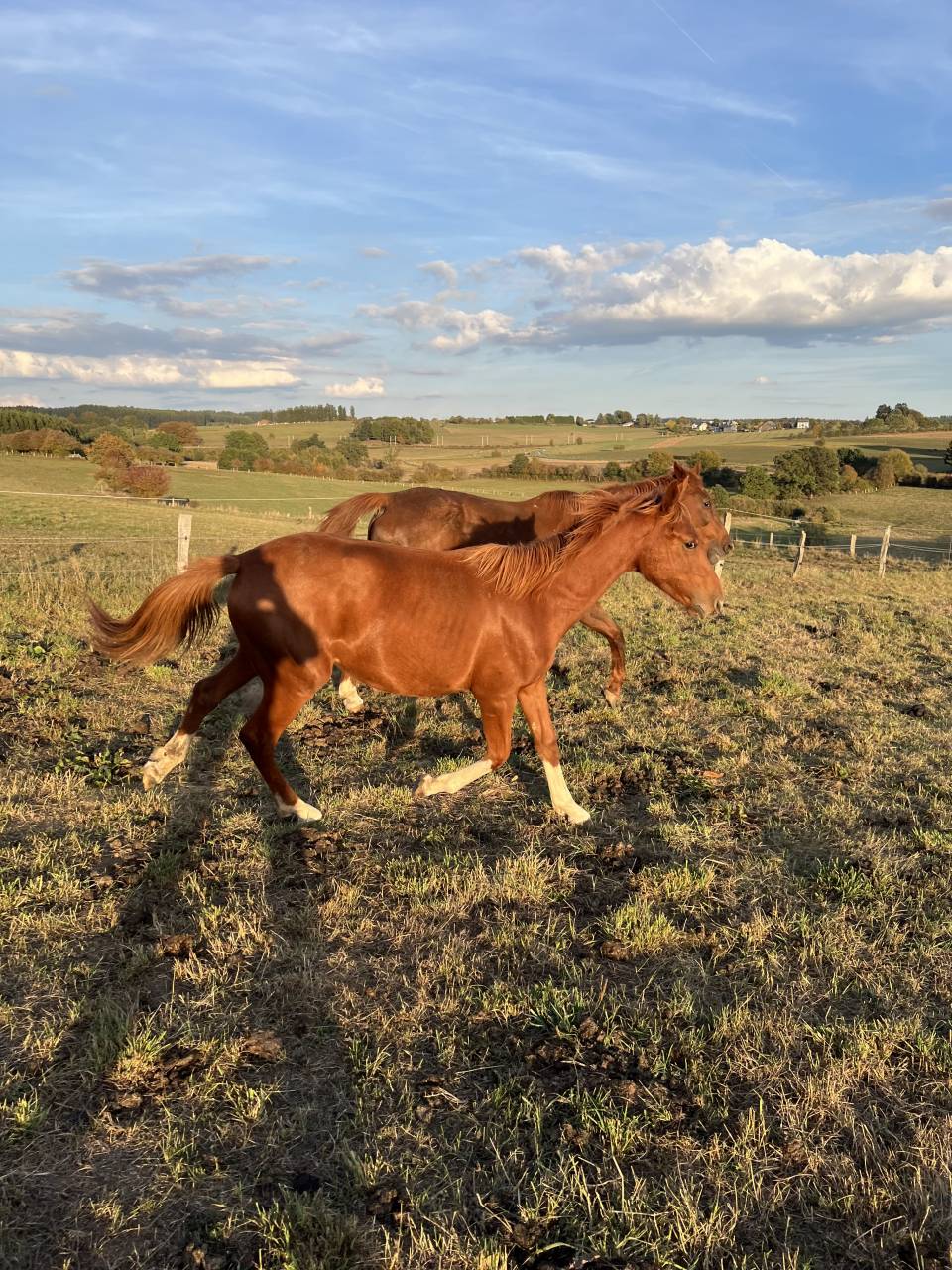 Filly Zangersheide For sale 2025 Chesnut