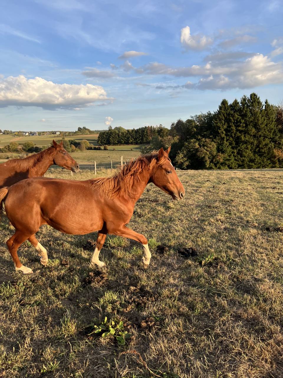 Filly Zangersheide For sale 2025 Chesnut