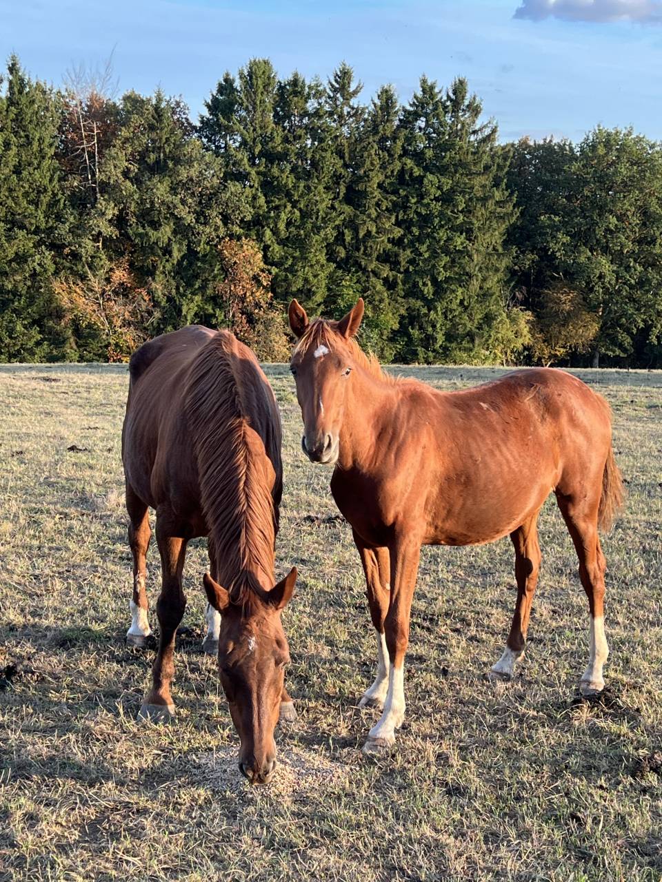 Filly Zangersheide For sale 2025 Chesnut