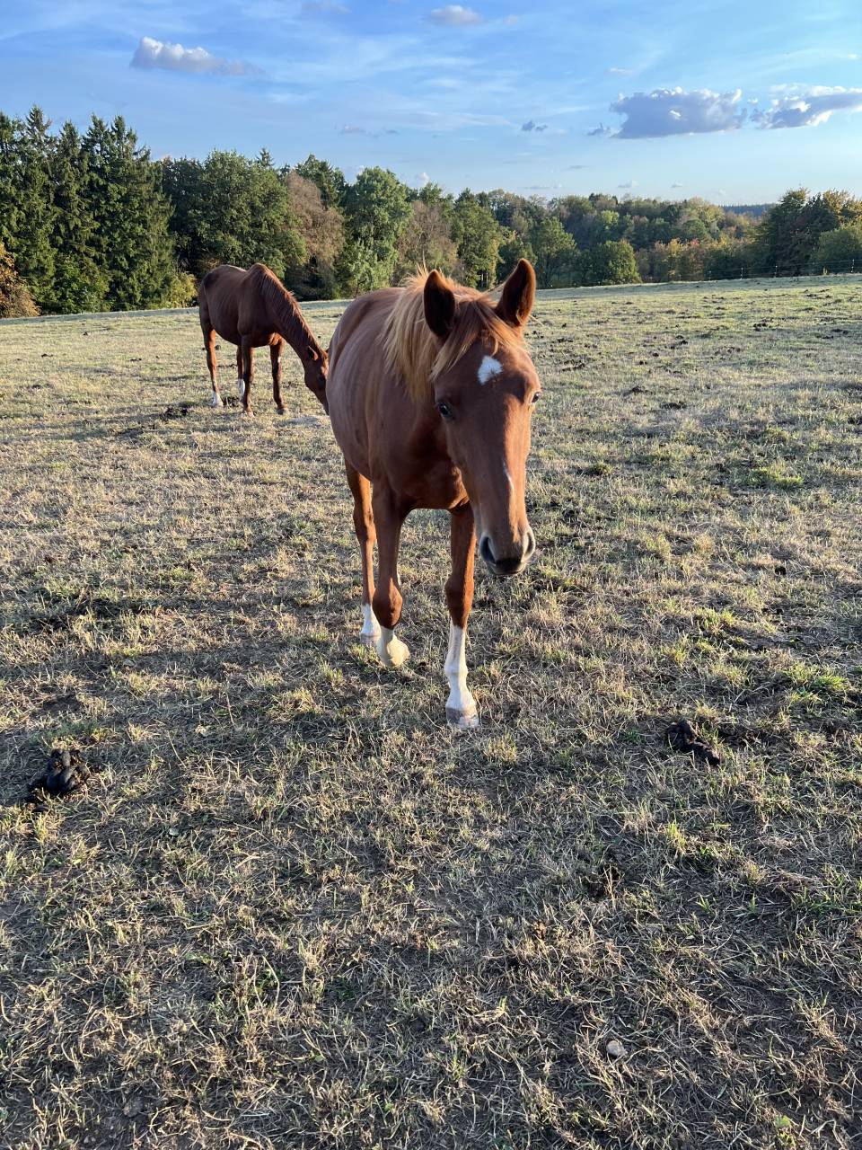 Filly Zangersheide For sale 2025 Chesnut