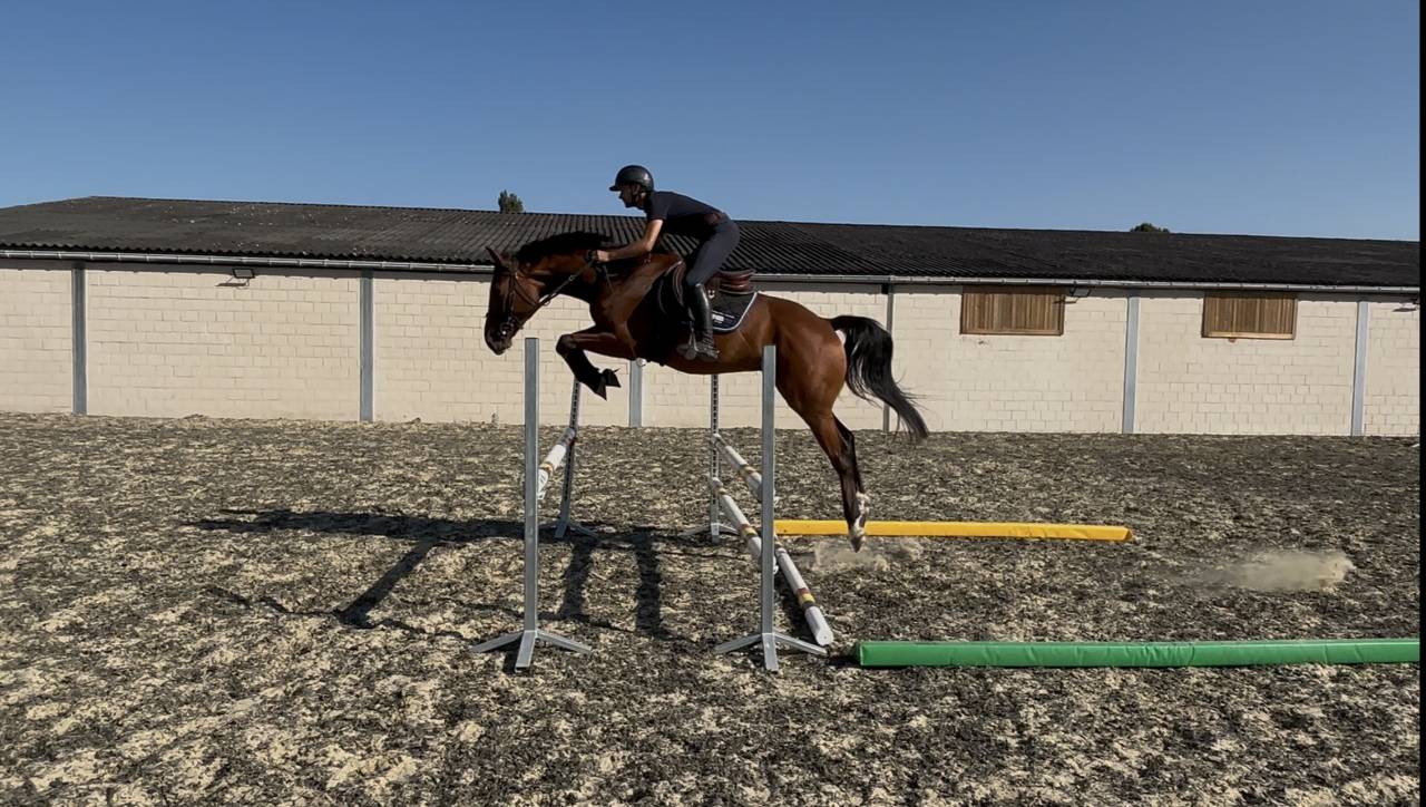 Gelding sBs Belgian Warmblood For sale 2021 Bay