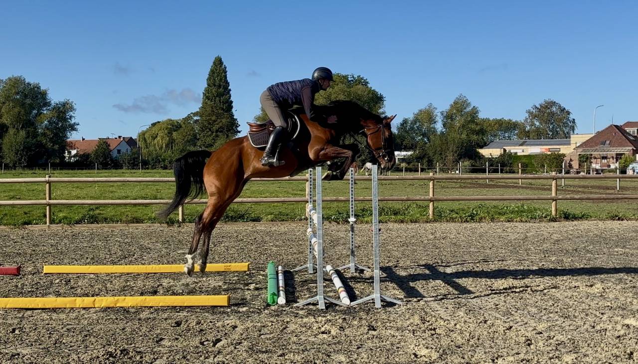 Gelding sBs Belgian Warmblood For sale 2021 Bay