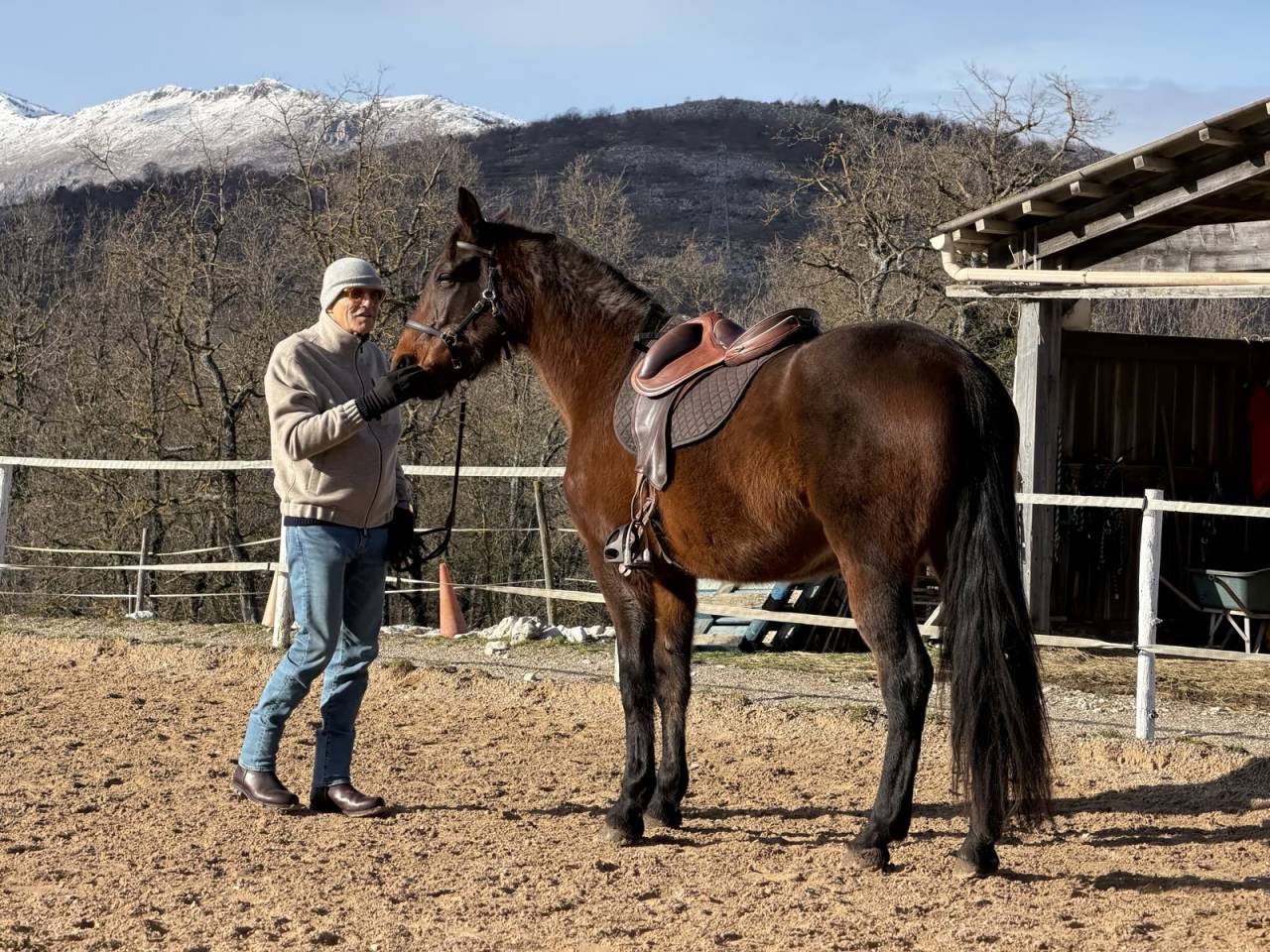 Gelding French Trotter For sale 2018 Bay