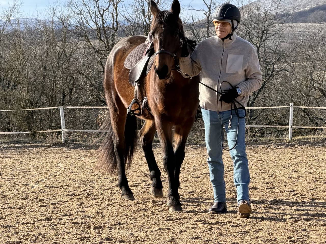 Gelding French Trotter For sale 2018 Bay