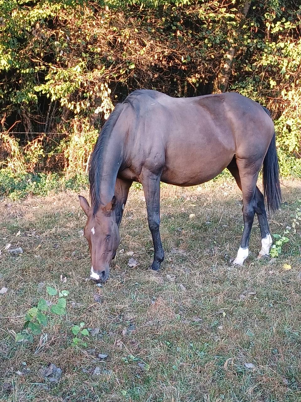 Broodmare Selle Fran&ccedil;ais For sale 2009 Bay