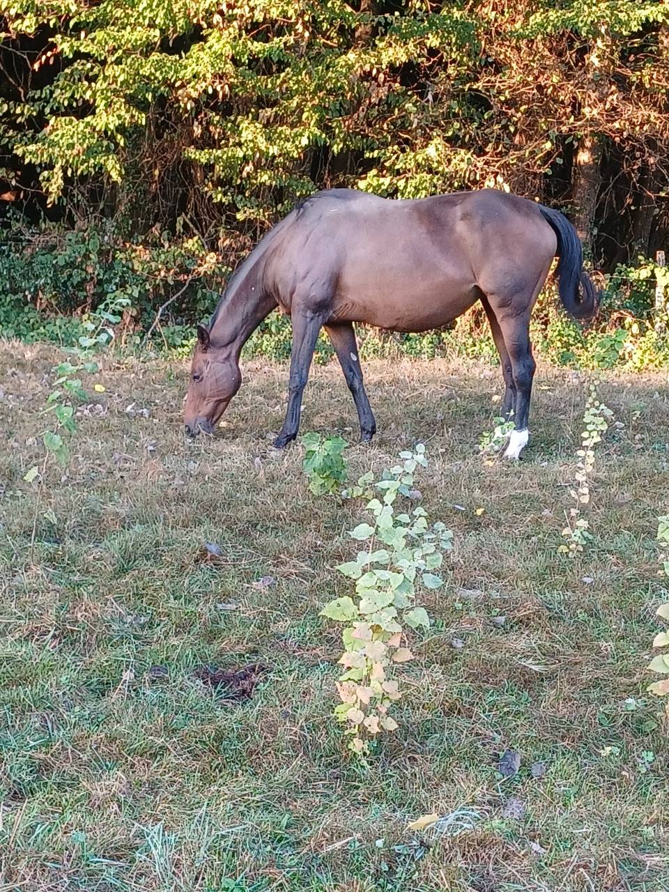 Broodmare Selle Fran&ccedil;ais For sale 2009 Bay