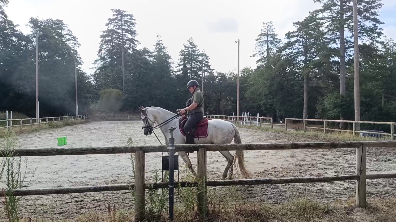 Gelding PRE Pure Spanish Bred For sale 2017 Grey