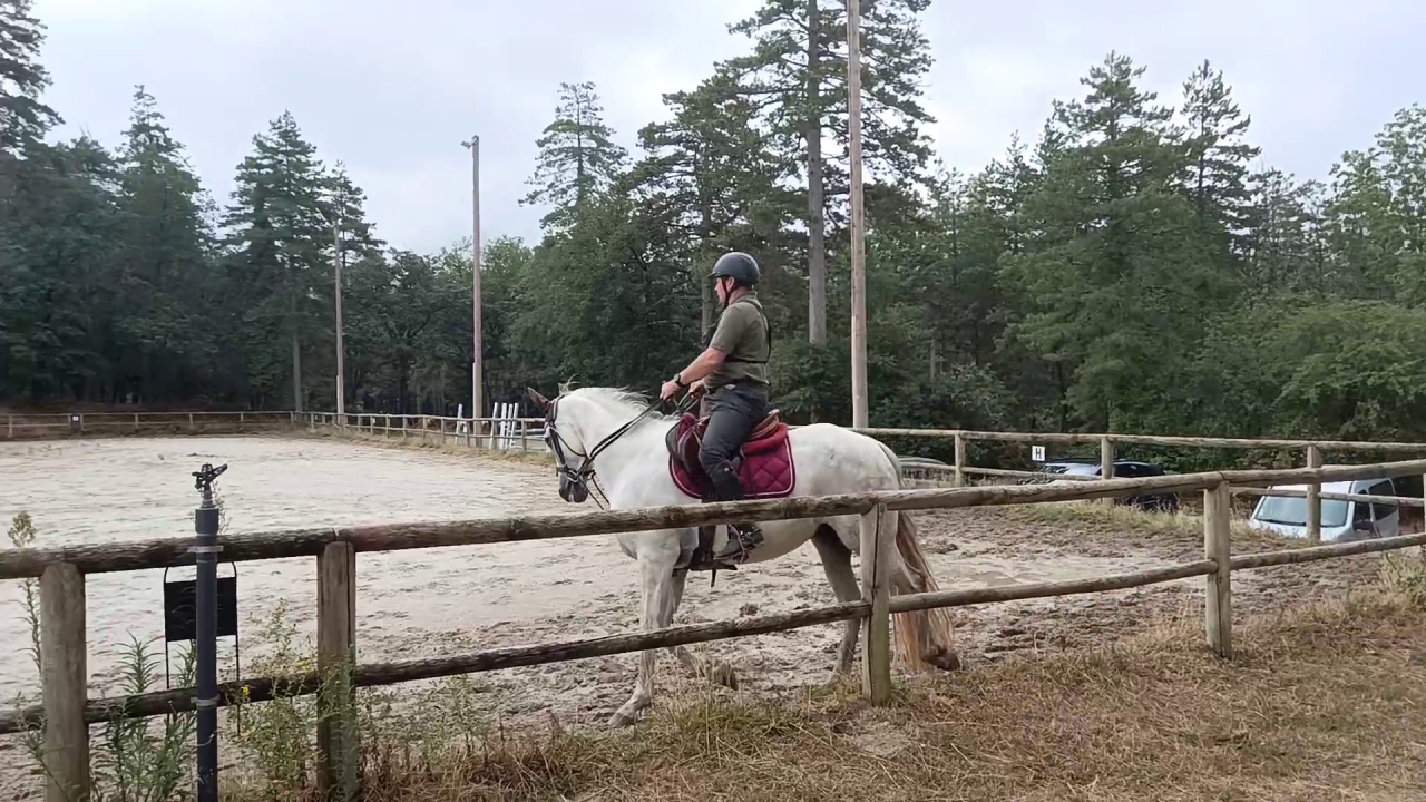 Gelding PRE Pure Spanish Bred For sale 2017 Grey