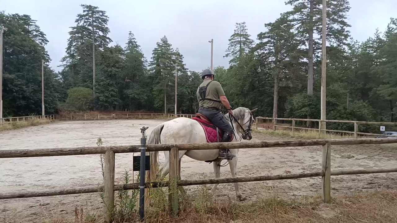 Gelding PRE Pure Spanish Bred For sale 2017 Grey