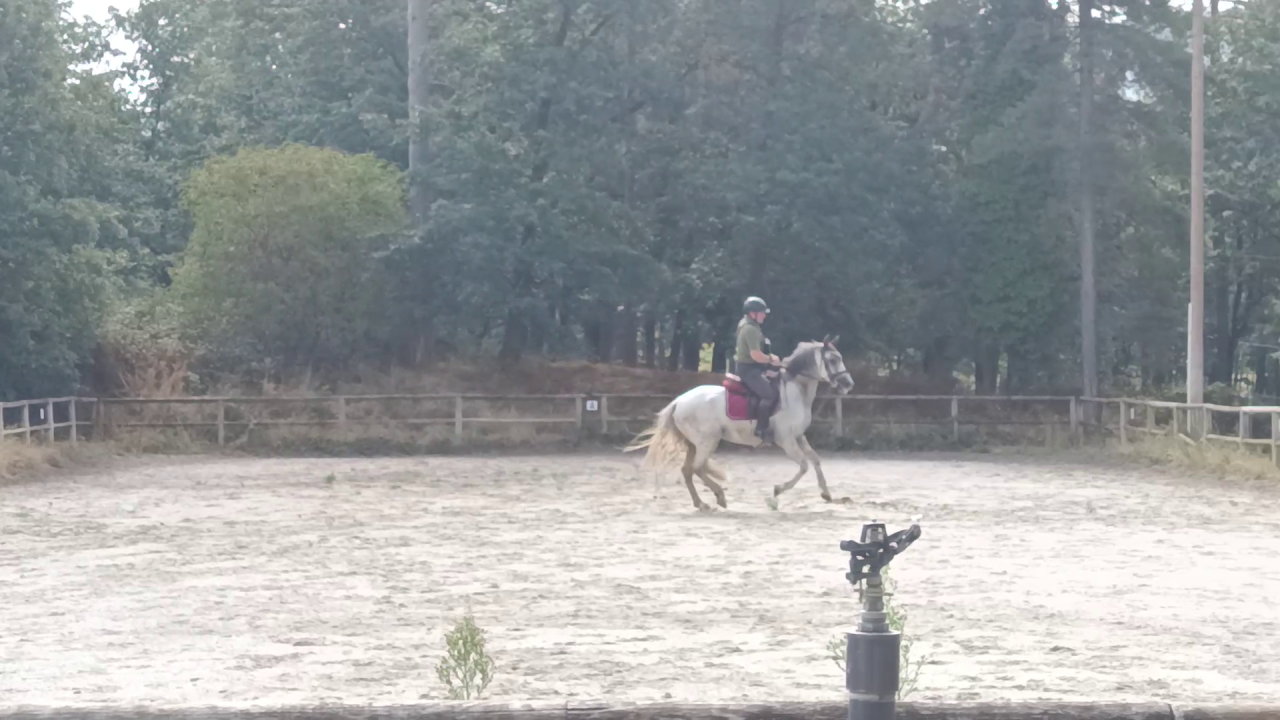 Gelding PRE Pure Spanish Bred For sale 2017 Grey
