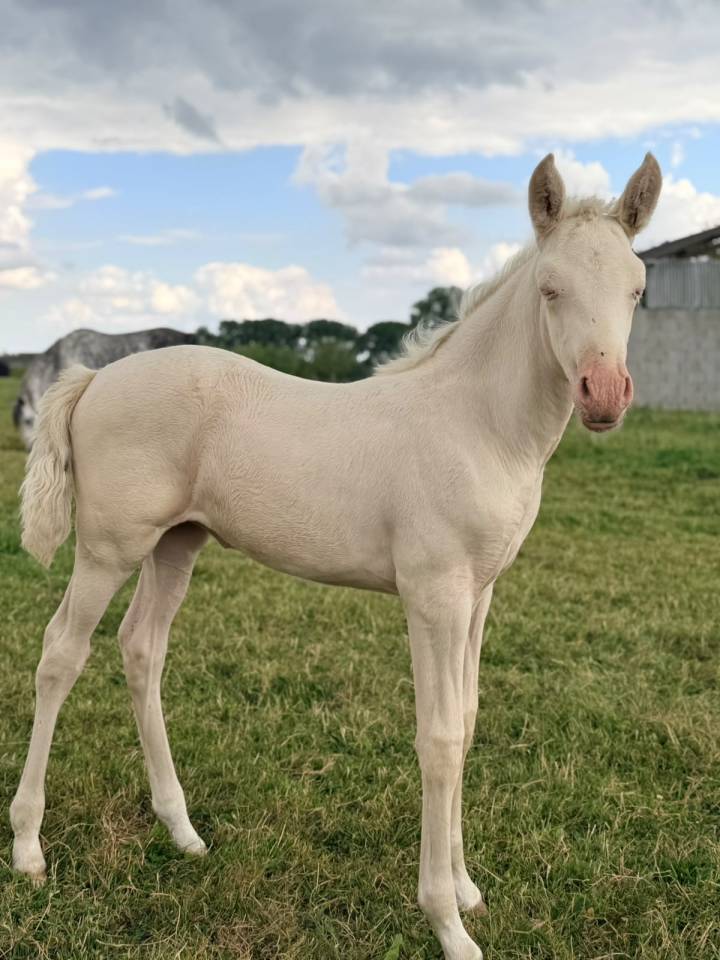 Mare PRE Pure Spanish Bred For sale 2026 Cream