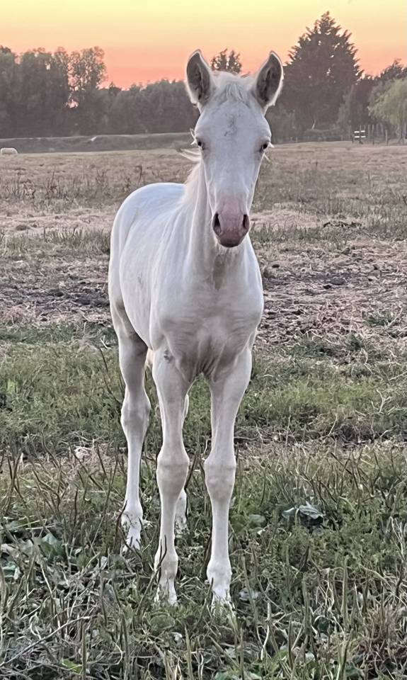 Mare PRE Pure Spanish Bred For sale 2026 Cream