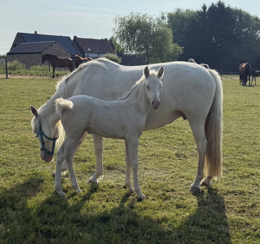Mare PRE Pure Spanish Bred For sale 2026 Cream