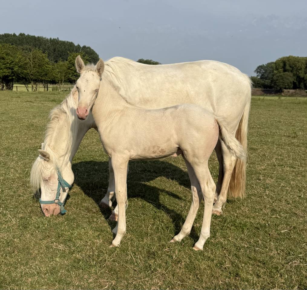 Mare PRE Pure Spanish Bred For sale 2026 Cream