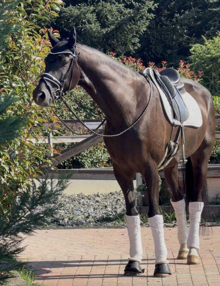 Gelding KWPN Dutch Warmblood For sale 2020 Dark Bay