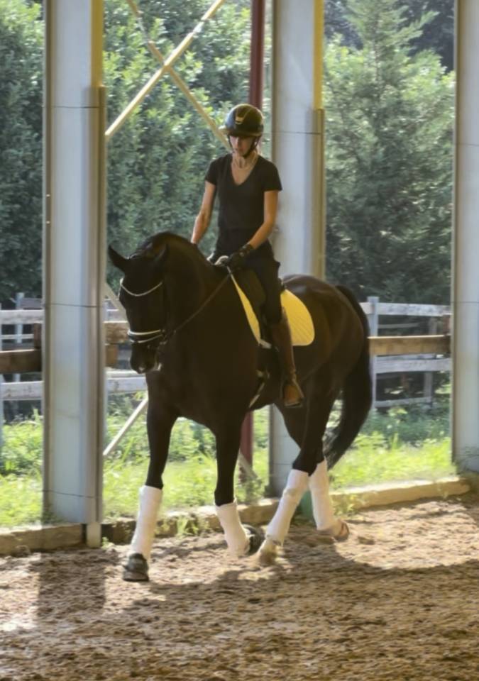 Gelding KWPN Dutch Warmblood For sale 2020 Dark Bay