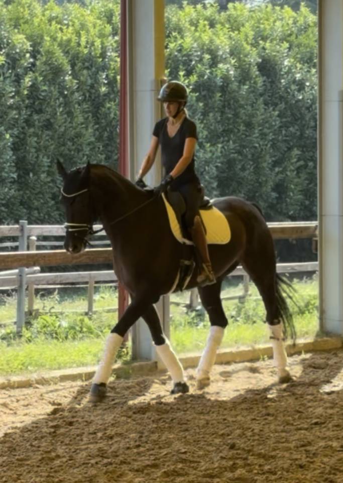 Gelding KWPN Dutch Warmblood For sale 2020 Dark Bay