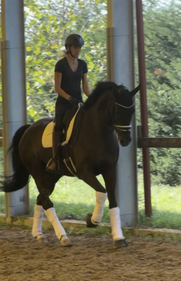 Gelding KWPN Dutch Warmblood For sale 2020 Dark Bay