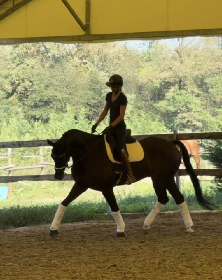 Gelding KWPN Dutch Warmblood For sale 2020 Dark Bay