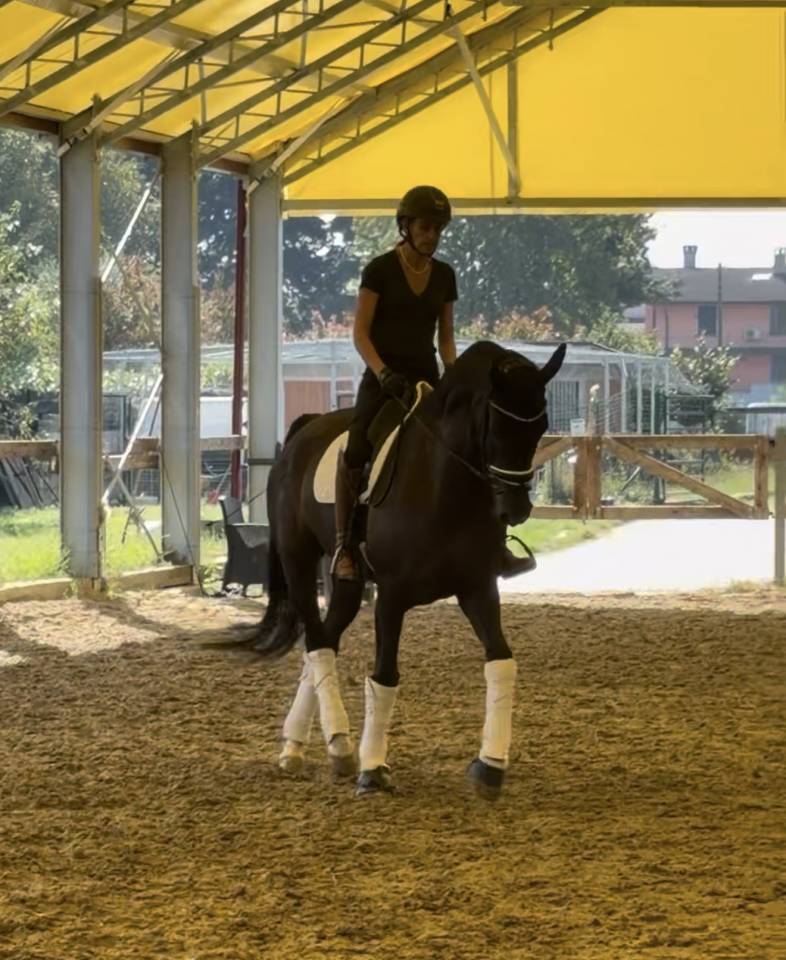 Gelding KWPN Dutch Warmblood For sale 2020 Dark Bay