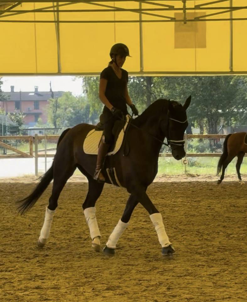 Gelding KWPN Dutch Warmblood For sale 2020 Dark Bay