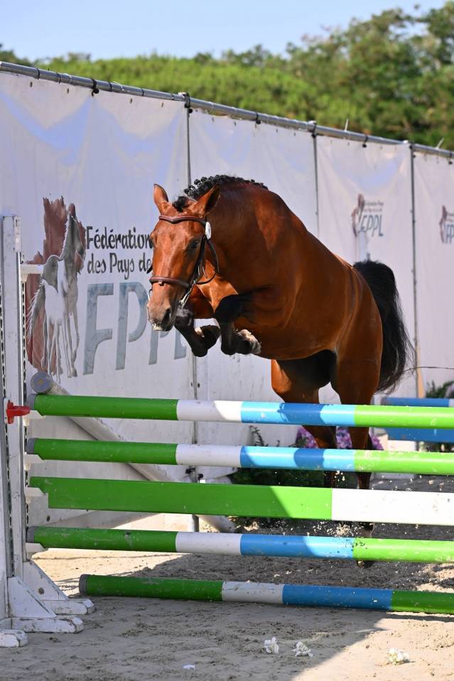 Mare French Saddle Pony For sale 2024 Bay