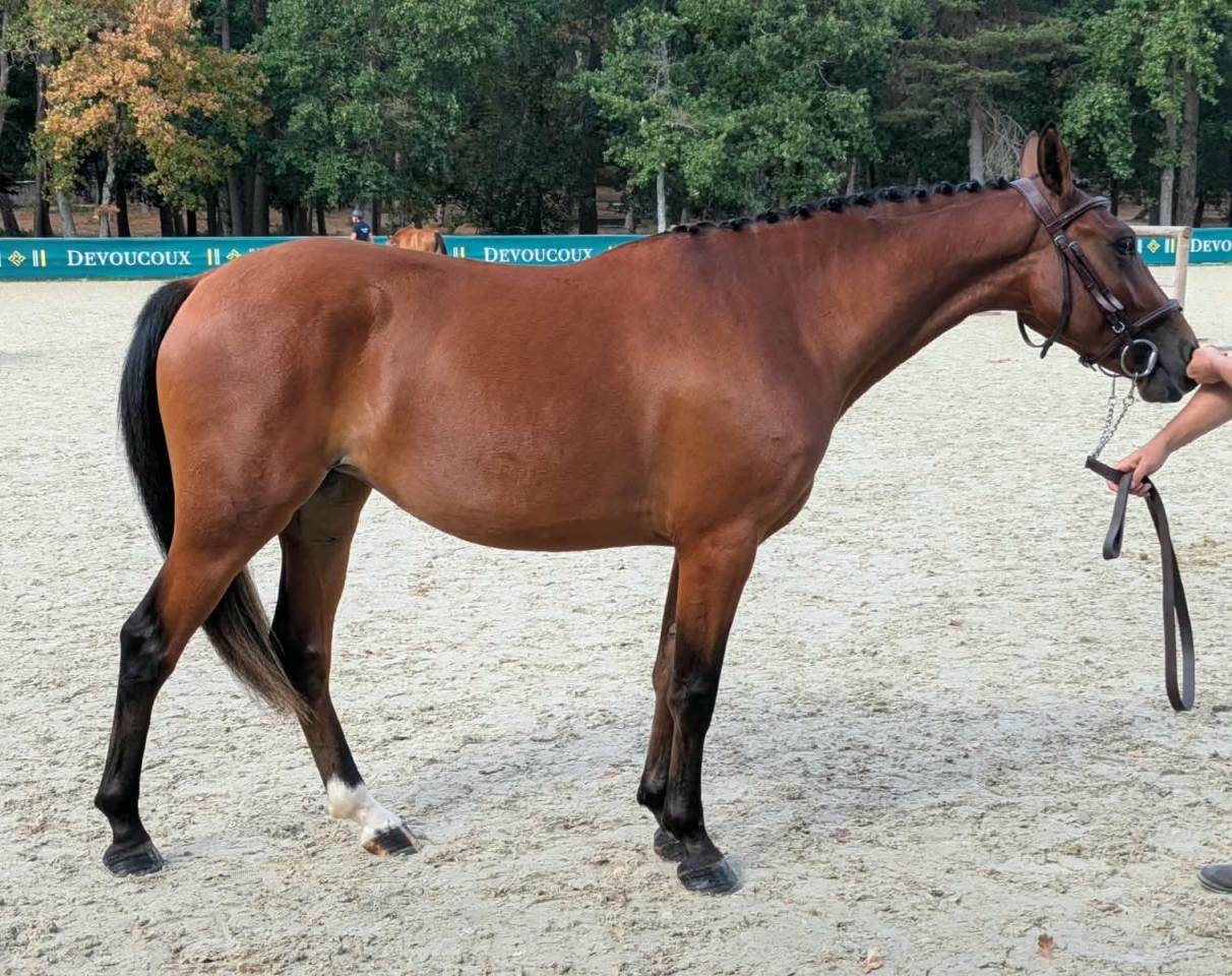 Mare French Saddle Pony For sale 2024 Bay