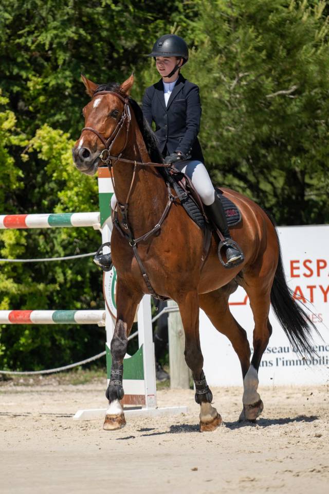 Gelding Selle Fran&ccedil;ais For sale 2015 Bay