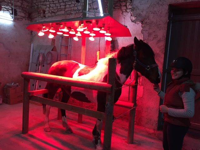 Livery yard  Vienne