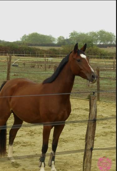 Mare French Saddle Pony For sale 2022 Bay
